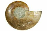 Cut & Polished Ammonite Fossil (Half) - Madagascar #369605-1